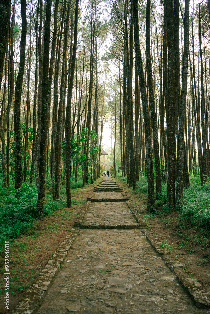 Fototapeta premium path in the forest