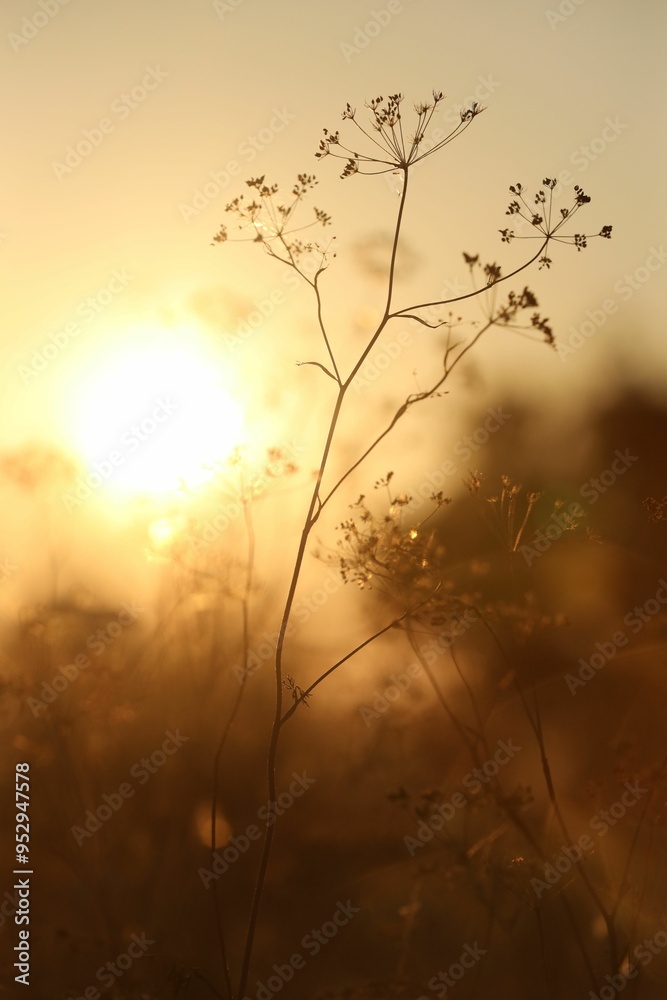 Obraz premium Beautiful view of plants at sunrise in morning, closeup