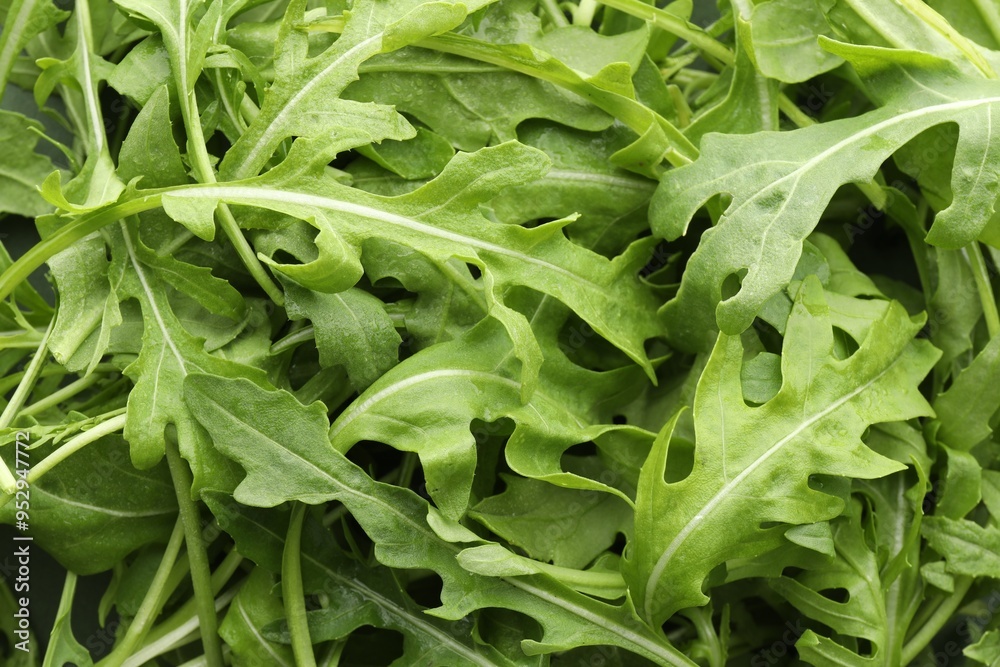 Many fresh arugula leaves with water drops as background, top view