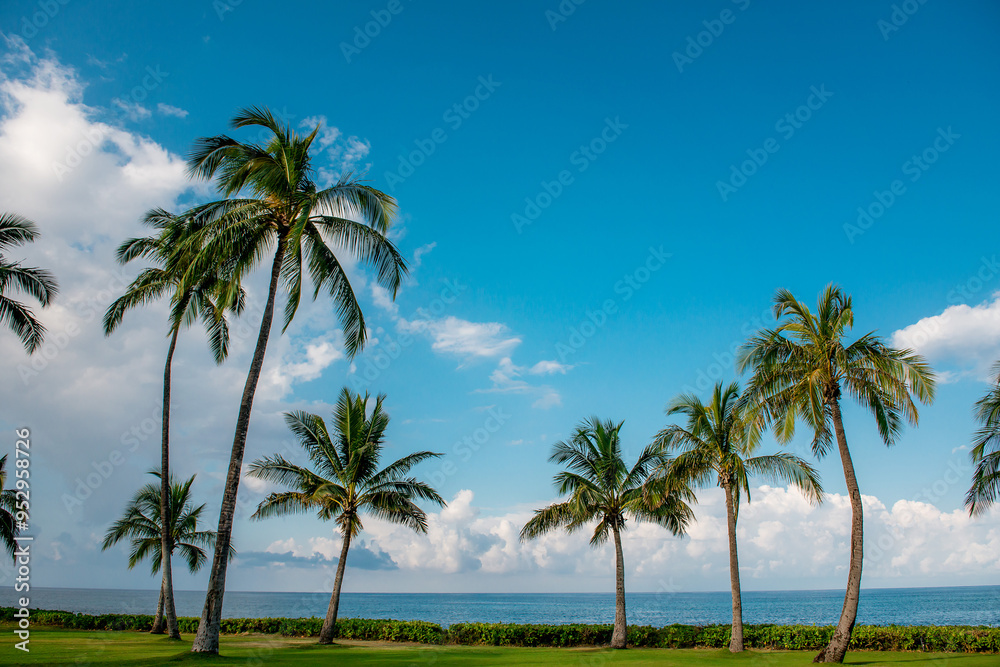 Palm trees swaying overlooking the Hawaiian Ocean. Palm trees swaying overlooking the Hawaiian Ocean.