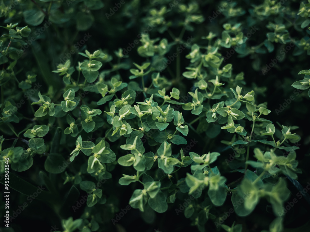 Obraz premium Green plant foliage