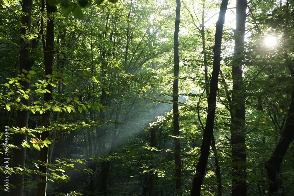Obraz premium Beautiful view of forest with many trees in morning