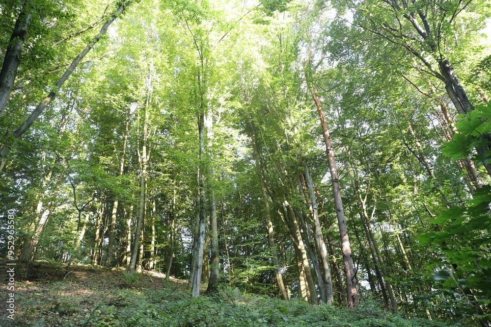 Obraz premium Beautiful view of forest with many trees in morning, low angle view