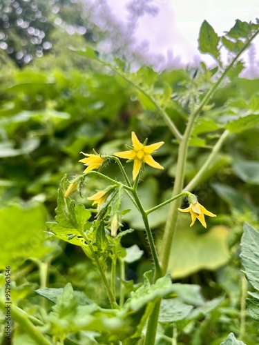 small yellow tomato flowers