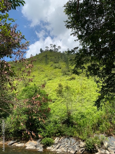 Hill in the rainforest 
