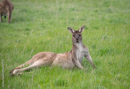 Wallaby kangaroos lie on a green meadow resting, Australia, wildlife and beauty in nature