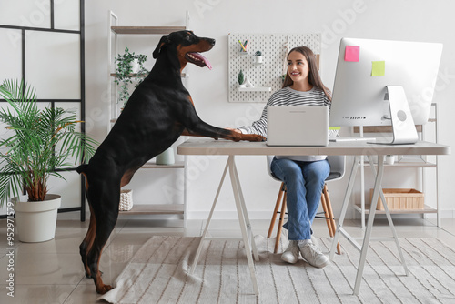Photography Cute Doberman dog and beautiful young happy woman working with computers at home