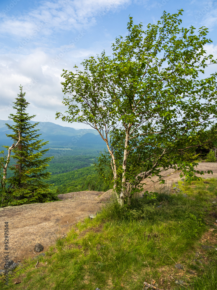 Fototapeta premium Beautiful birch tree with the Adirondack Mountains in the background on the summit of Mt. Van Hoevenberg, Lake Placid, Upstate New York.