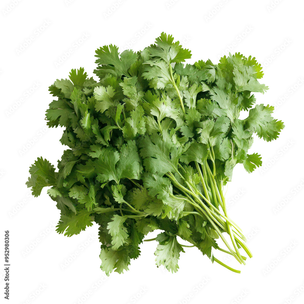 Fototapeta premium Cilantrocoriander object isolated on transparent png. 