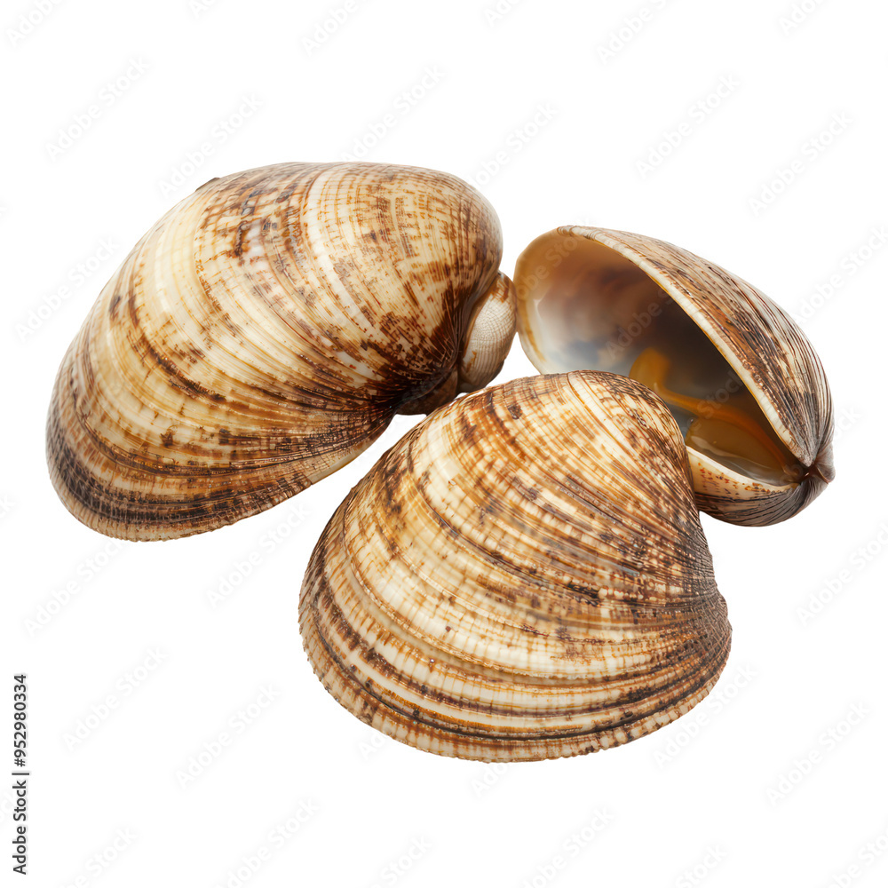 Clam object isolated on transparent png. Clam object isolated on transparent png.