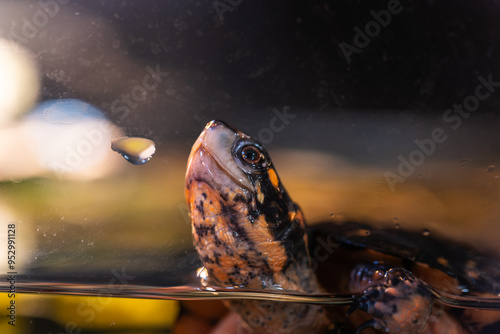 水面から顔を出すキボシイシガメ photo