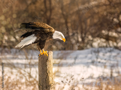 A bald eagle perches on a dead tree in  Southern Ontario, Canada photo