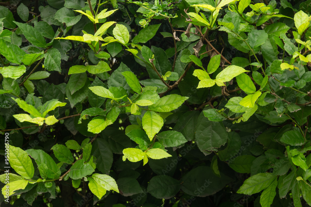 A lush green bush with leaves that are green and shiny. The leaves are spread out and are touching each other A lush green bush with leaves that are green and shiny. The leaves are spread out and are touching each other