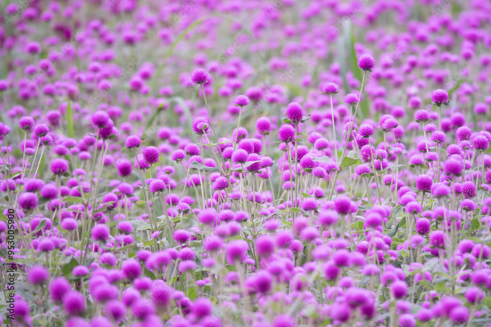 A field of purple flowers with many small purple flowers. The flowers are in a field and are very close to each other A field of purple flowers with many small purple flowers. The flowers are in a field and are very close to each other