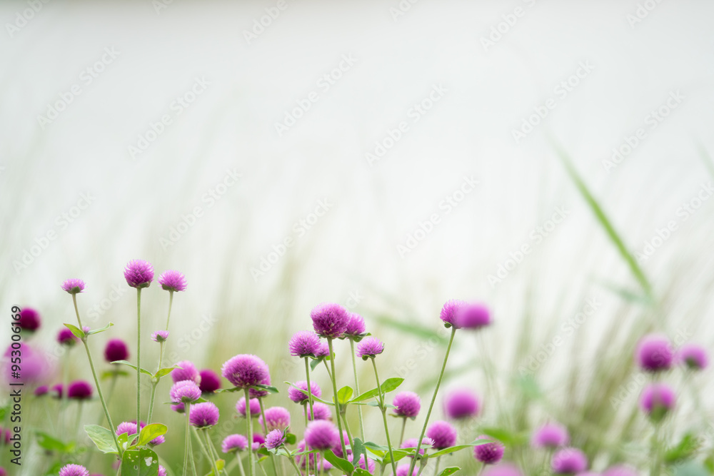 image to crop