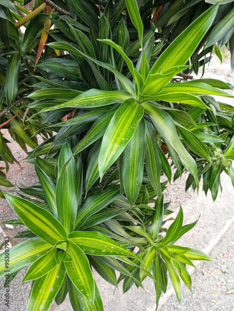 Obraz premium Dracaena Angustifolia, Pleomele Angustifolia, Suji hijau