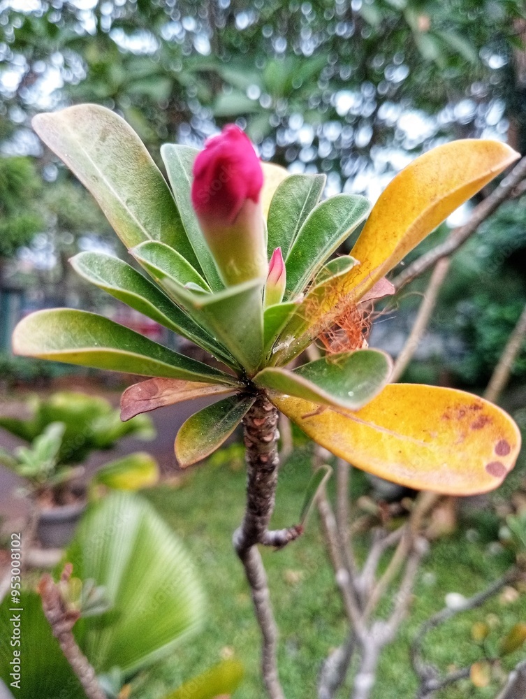 Obraz premium Plumeria Rubra, Kemboja Merah, Frangipani