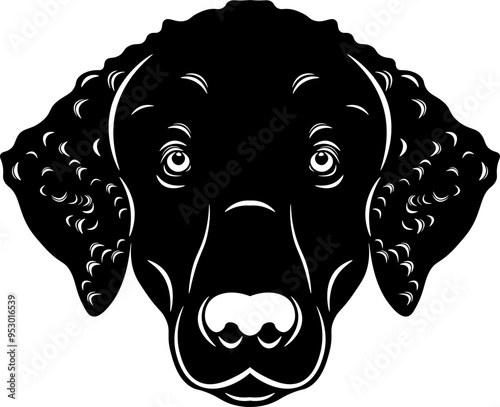Curly Coated Retriever