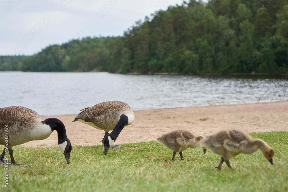 country goose family