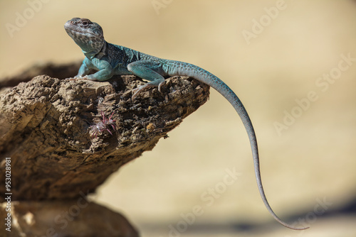 crotaphytus collaris (halsband leguan) photo