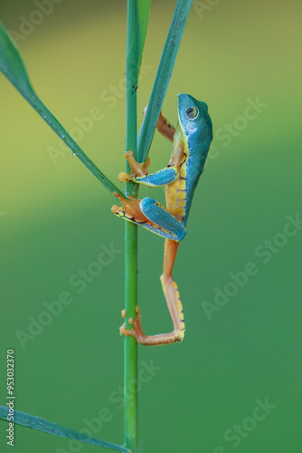 Cruziohyla craspedopus, the fringed leaf frog or fringed tree frog. It is found in the Amazonian lowlands in Brazil, Colombia, Ecuador, and Peru, and possibly in Bolivia photo