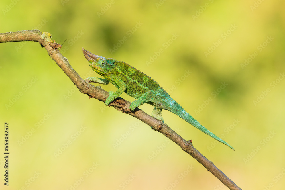 Jackson's chameleon, Jackson's horned chameleon, or Kikuyu three-horned chameleon catching a bug(Trioceros jacksonii ) is a species of chameleon (family Chamaeleonidae) native to East Africa Jackson's chameleon, Jackson's horned chameleon, or Kikuyu three-horned chameleon catching a bug(Trioceros jacksonii ) is a species of chameleon (family Chamaeleonidae) native to East Africa