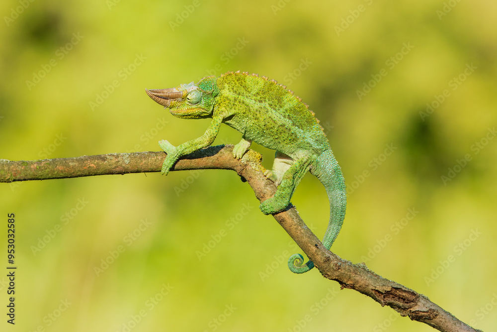 Jackson's chameleon, Jackson's horned chameleon, or Kikuyu three-horned chameleon catching a bug(Trioceros jacksonii ) is a species of chameleon (family Chamaeleonidae) native to East Africa Jackson's chameleon, Jackson's horned chameleon, or Kikuyu three-horned chameleon catching a bug(Trioceros jacksonii ) is a species of chameleon (family Chamaeleonidae) native to East Africa