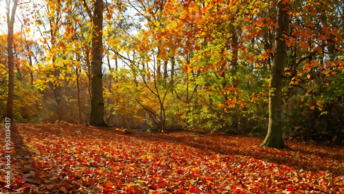 Autumn Season Image