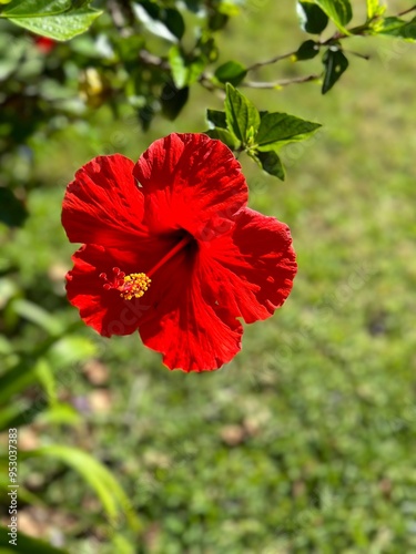 red poppy flower