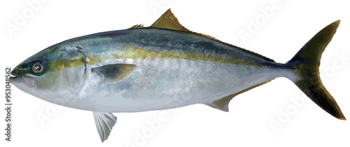おいしい海水魚・天然ブリの切り抜き白背景リアルタッチイラストレーション