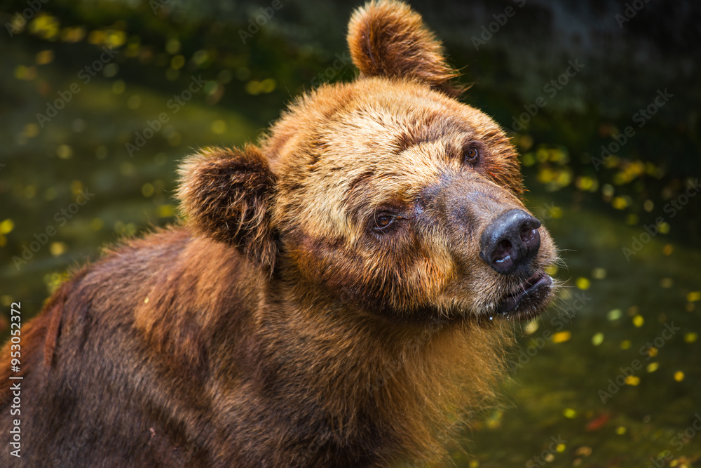 Obraz premium Brown Bear face close up, fur wet and matted, with a sad expression, gazing upward at Dehiwala Zoo, Sri Lanka