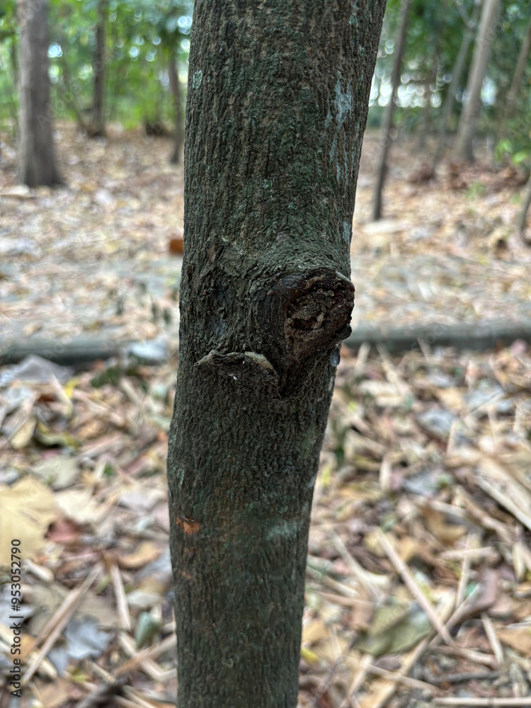 Tree Trunk Texture | Brunch tree
