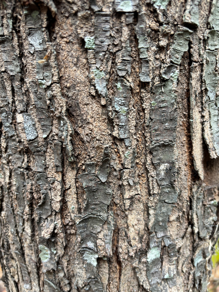 Fototapeta premium Tree Trunk Texture | Brunch tree