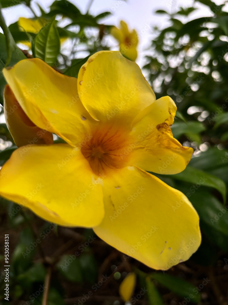 Fototapeta premium Yellow flower with five petals