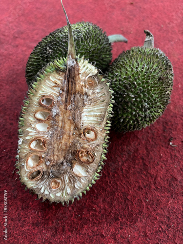 Artocarpus camansi seeds photo