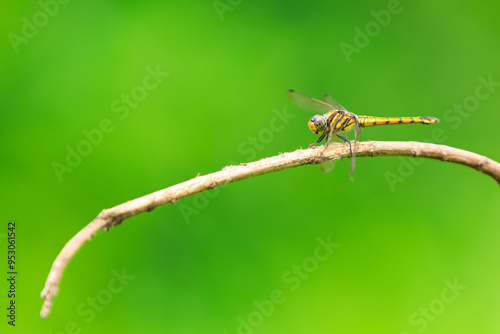 Wallpaper Mural Dragonfly on a dry  tree branch with green background, Dragonfly close-up Torontodigital.ca