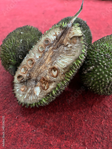 Artocarpus camansi seeds photo