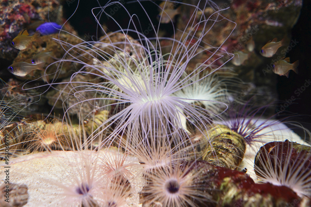 Obraz premium 日本、東京、品川アクアパーク水族館の魚たち