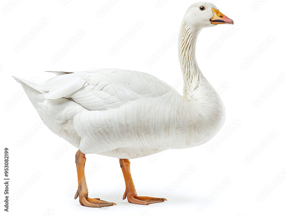 White Domestic Goose Isolated on White Background