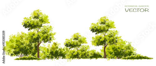  Vector watercolor green  tree or forest side view isolated on white background for landscape and architecture drawing,elements for environment or and garden,Shrub for section