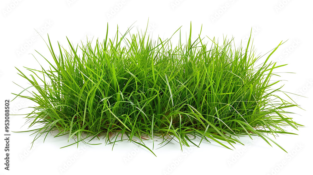 Green Grass Isolated on White Background: Fresh and Vibrant Natural Elemen Green Grass Isolated on White Background: Fresh and Vibrant Natural Elemen