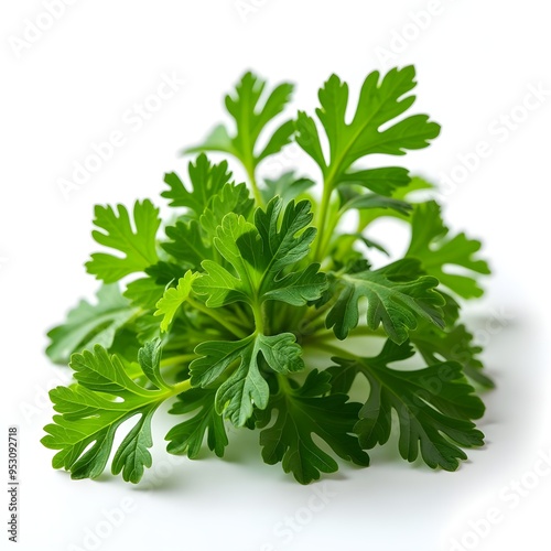 green leaves of parsley isolated on white background