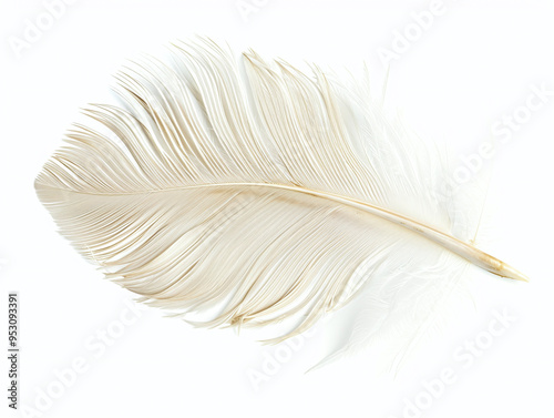 white feather isolated on white.