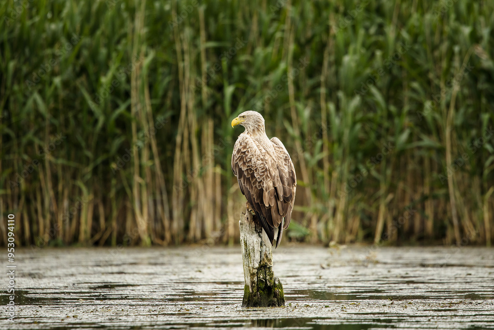 White tailed eagle in wild nature