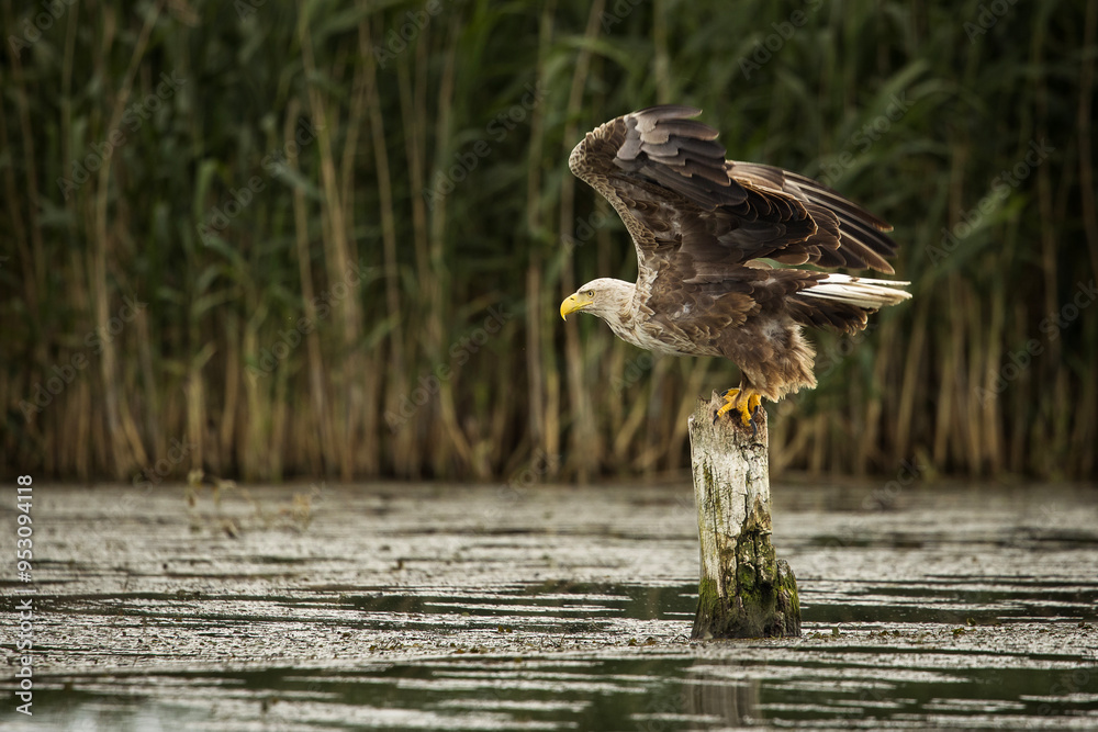 White tailed eagle chased by a craw
