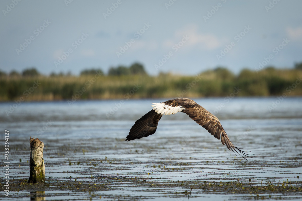 White tailed eagle in wild nature