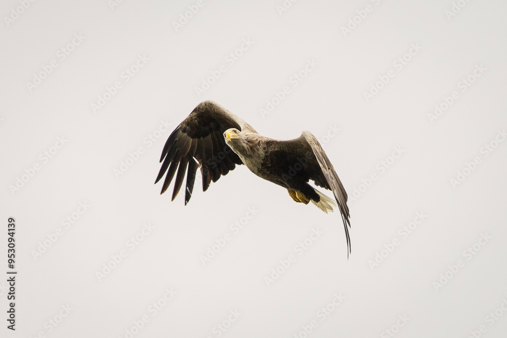 White tailed eagle in wild nature