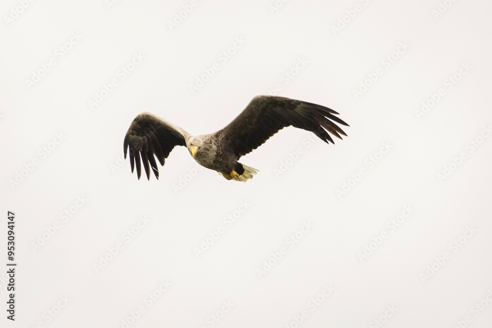 White tailed eagle in wild nature