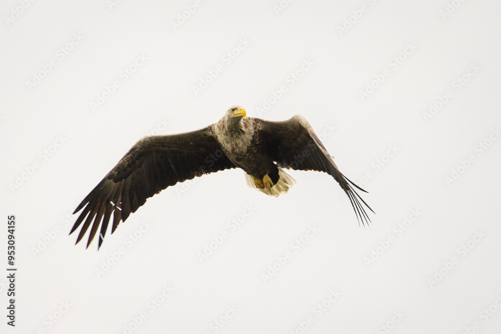 White tailed eagle in wild nature