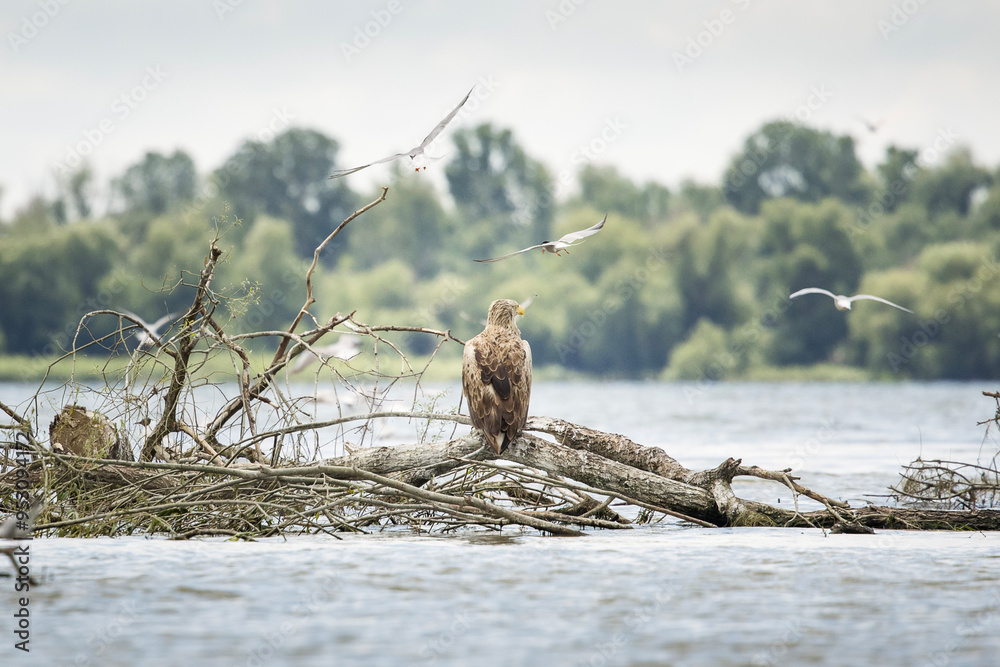 White tailed eagle in wild nature